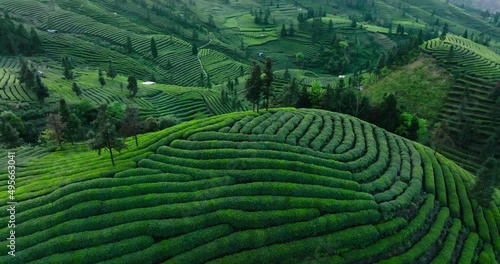 aerial top view of green tea farm in the mountain of Sichuan China tea terrace  photo