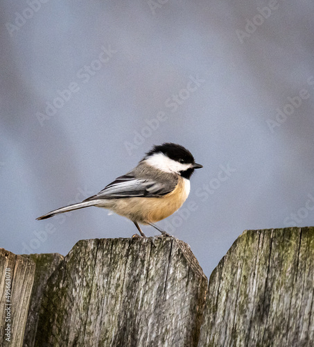 Selective focus shot of a black-capped chickadee perched on a wooden fence