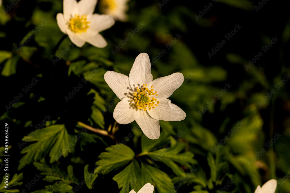 Fototapeta premium Buschwindröschen in der Abendsonne