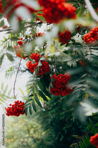 Branches of mountain ash with juicy green leaves and red berries close-up