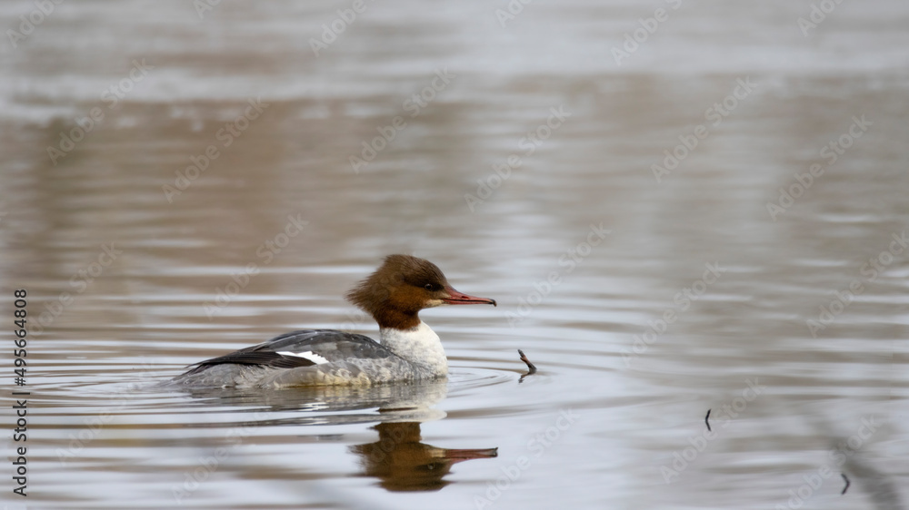 Gänsesäger Weibchen am Altmühlsee Gänsesäger Weibchen am Altmühlsee