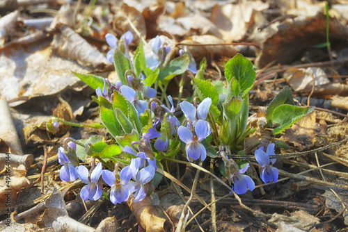 Springtime in the far Eastern taiga forest. Viola Odarata ( wood violet ) blossom. Khabarovsk Krai, Russia. photo