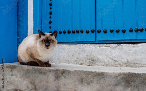 Closeup shot of a white cat with black ears sitting outdoors in Bizerte in Tunisia photo