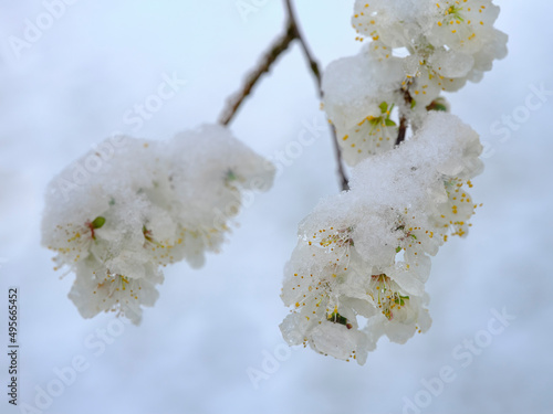 Plum blossom with snow