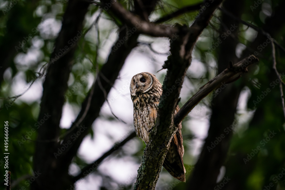 Obraz premium 北海道の6月、繁殖期のトラフズク。