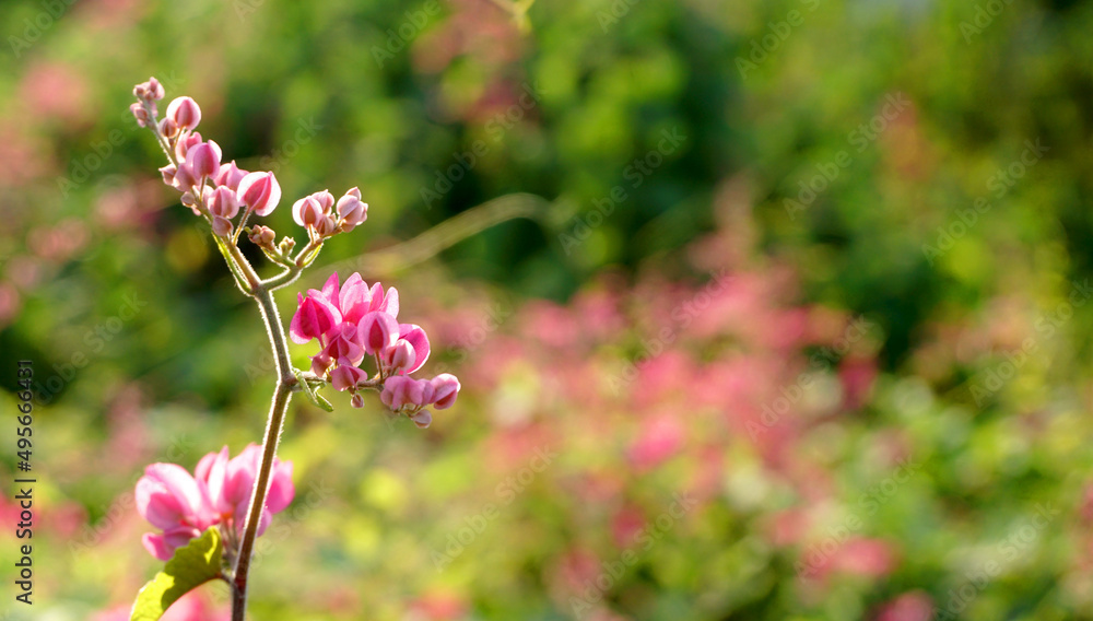 Pink flowers on green blurred background, soft focus Pink flowers on green blurred background, soft focus