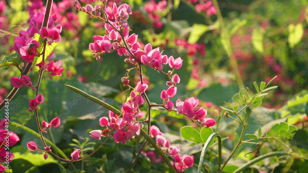 Pink flowers on green blurred background, soft focus Pink flowers on green blurred background, soft focus