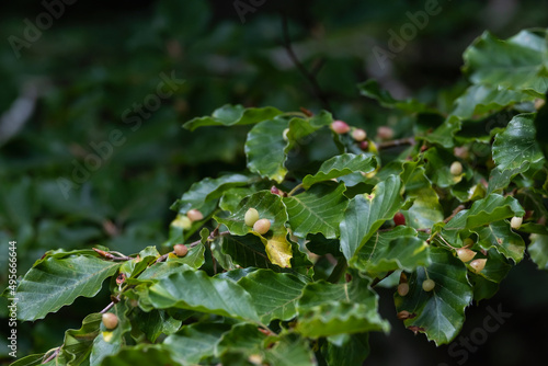 Beech leaf gall midge photo