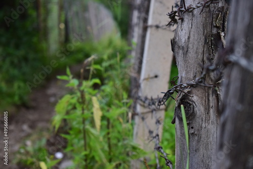fence covered by nature