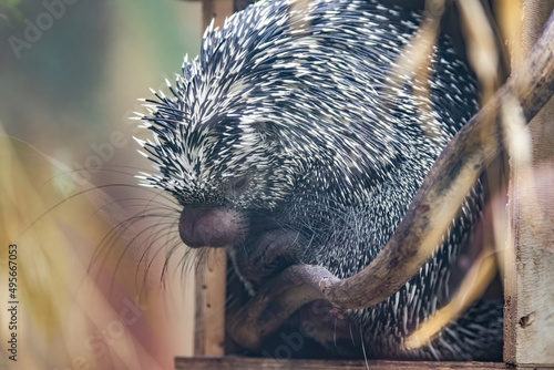 Closeup of the Brazilian porcupine, Coendou prehensilis. photo