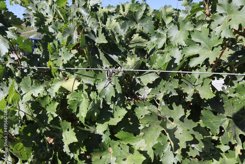 Leaves of a vine at a winery in Paso Robles, California photo
