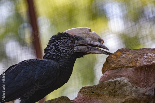 Closeup of the silvery-cheeked hornbill, Bycanistes brevis. photo