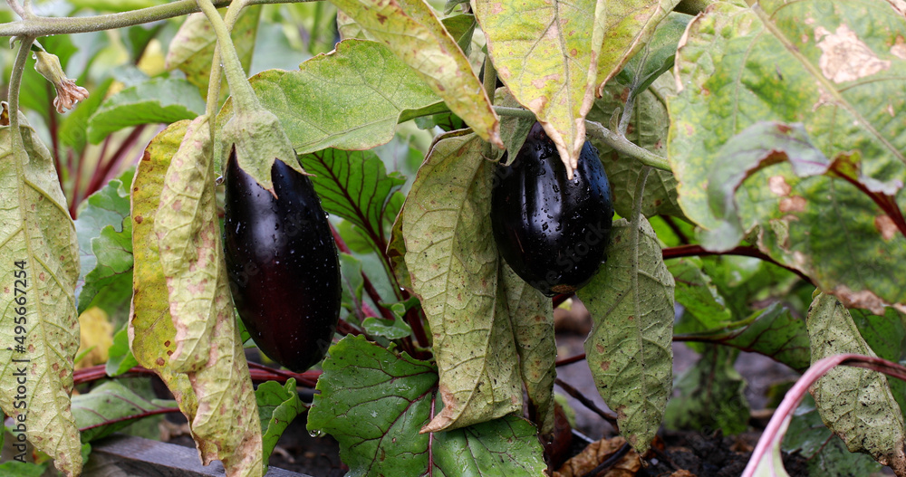 Brown spots on eggplant leaves of garden plant infected with spider