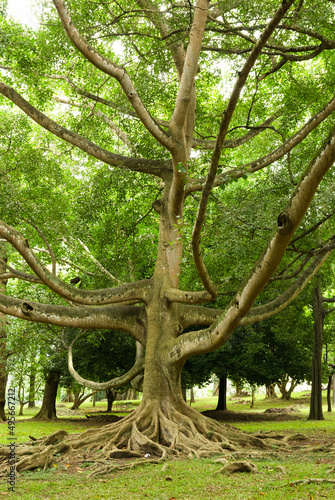 Ficus tree at Peradeniya botanical gardens, Sri Lanka