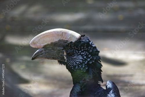 Closeup portrait of an Asian white-crested kalao in a cage photo