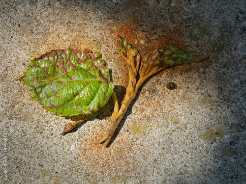 withered apple leaves photo