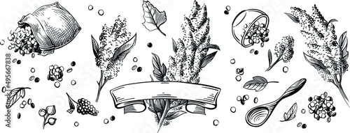 Set quinoa grains on a wooden spoon, a bunch of seeds. Vector hand drawn illustration. Plant seeds and quinoa. For packaging, stickers and logos. 