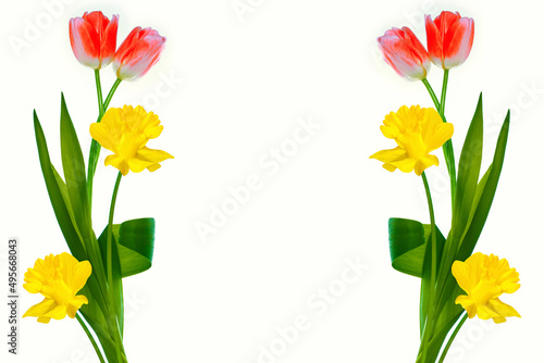 Fototapeta Naklejka Na Ścianę i Meble -  Bright colorful spring flowers of daffodils and tulips isolated on white background.