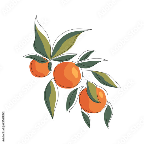 Orange fruit line art drawing style. Vector illustration. Summer food illustration.