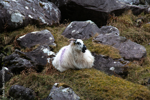 A single woolly sheep sits perched on a mossy rock in the Gap of Dunloe in Ireland's Killarney National Park, looking off into the distance. Irish road trip, nature, profile, wildlife.