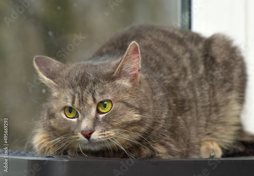 Fototapeta Naklejka Na Ścianę i Meble -  smoky tabby cat on the background of a window