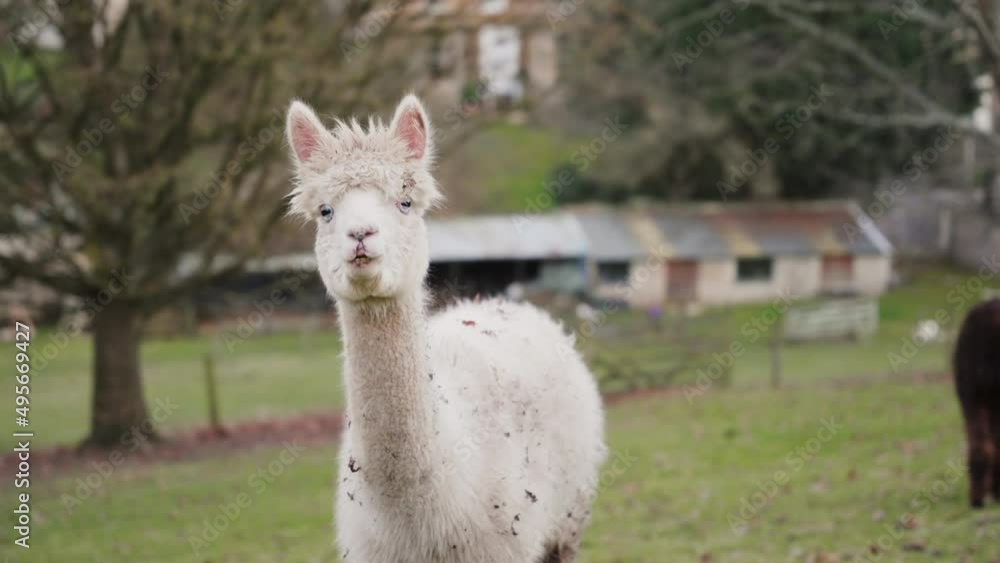 White alpaca eats grass in a field - 100fps - 4K White alpaca eats grass in a field - 100fps - 4K