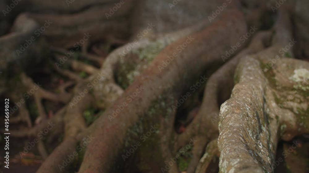 old tree roots in raw nature pan old tree roots in raw nature pan