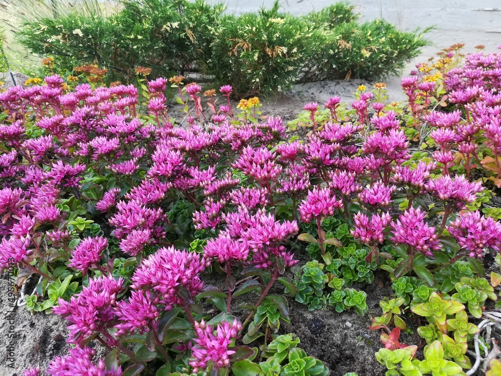 Pink blooming Sedum spurium Roseum. Coniferous plants. Juniperus Sabina Variegata. Yellow and green juniper. Floral Wallpaper Pink blooming Sedum spurium Roseum. Coniferous plants. Juniperus Sabina Variegata. Yellow and green juniper. Floral Wallpaper