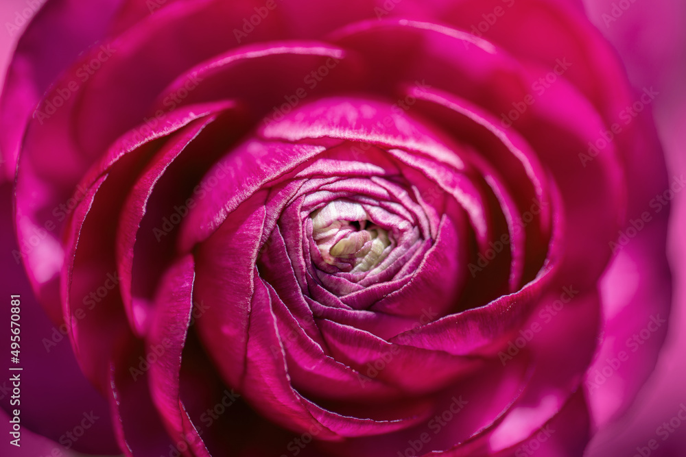 Top view of a of a vivid pink buttercup flower, spring background Top view of a of a vivid pink buttercup flower, spring background