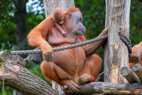 Leipzig Zoo: Orang Utan mother with baby