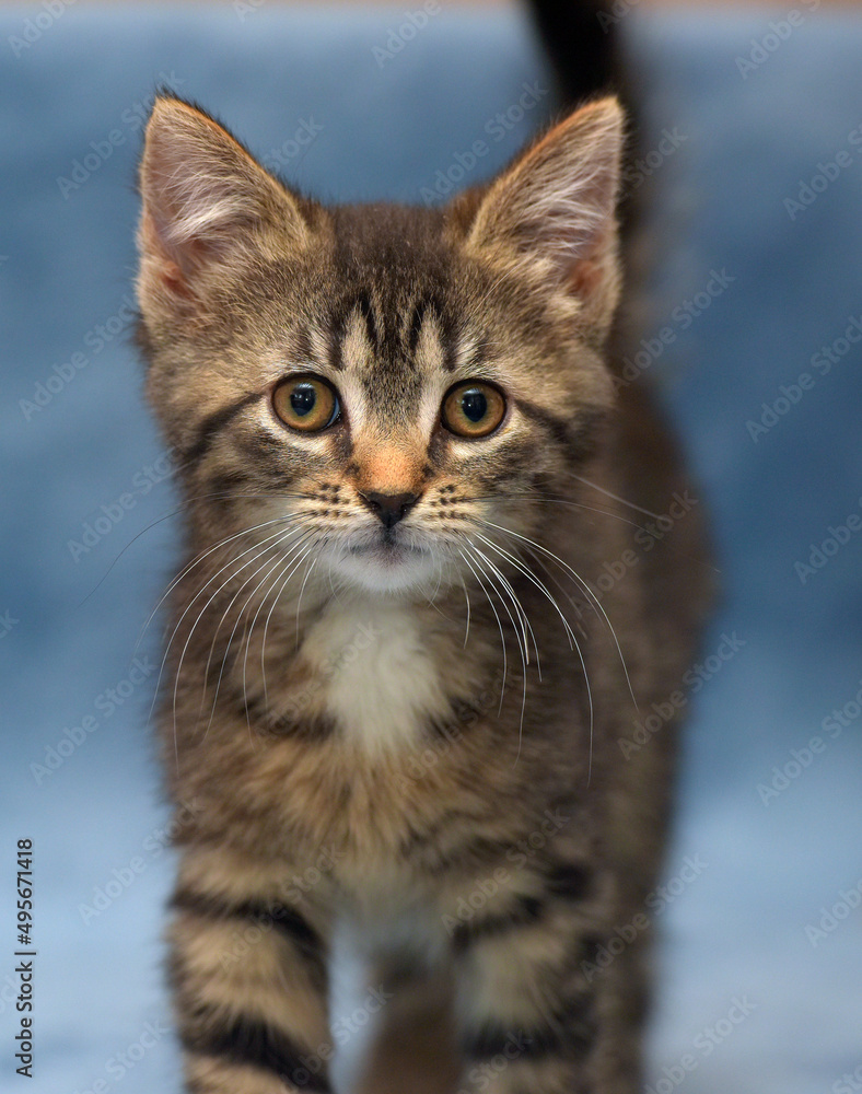 little cute striped brown playful kitten little cute striped brown playful kitten