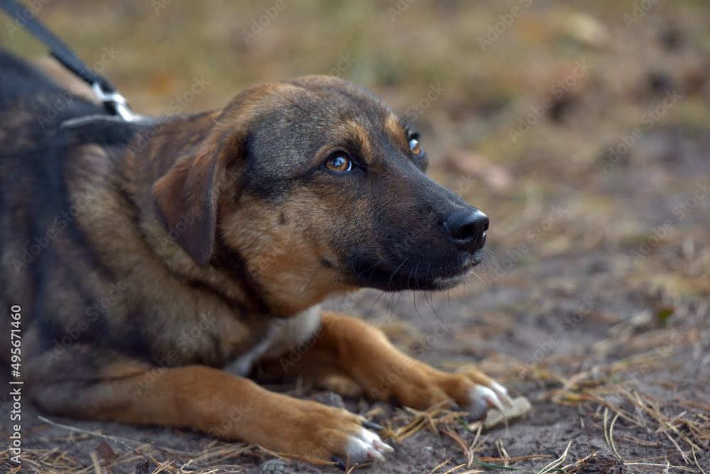 scared little brown mongrel puppy at animal shelter scared little brown mongrel puppy at animal shelter