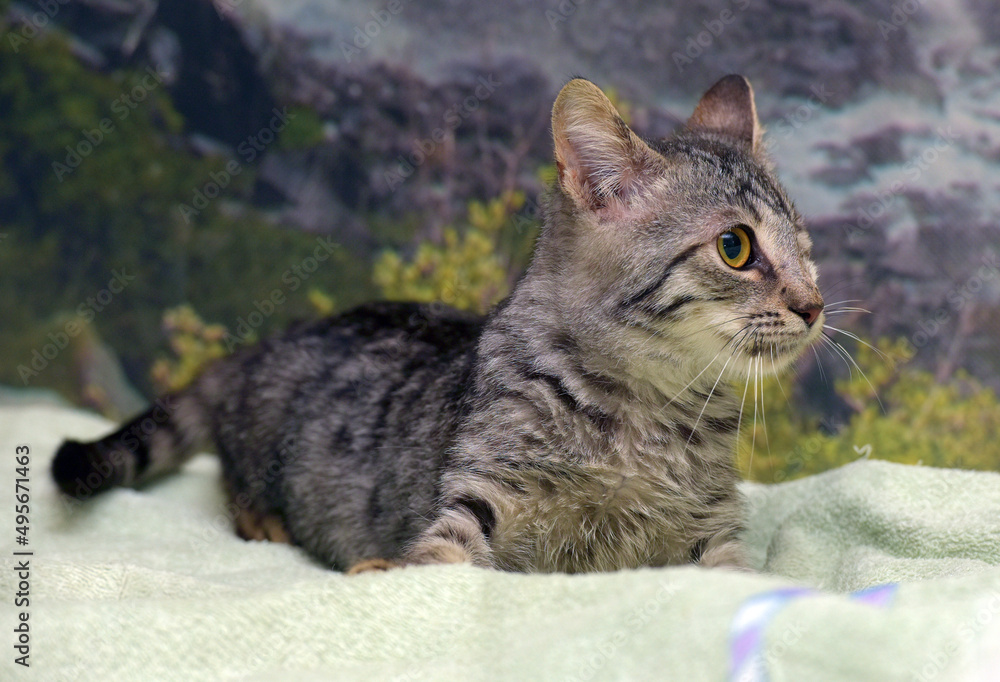 young one-eyed affectionate playful kitten young one-eyed affectionate playful kitten