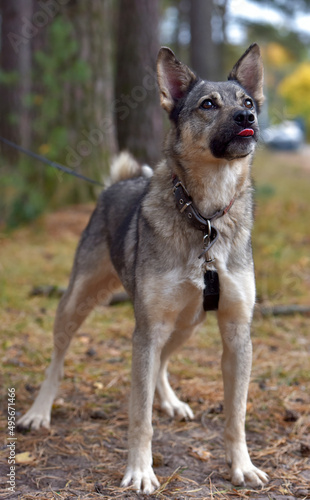 mongrel dog gray and black outdoors © Evdoha