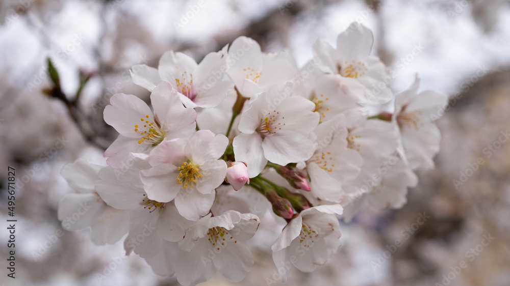 桜（ソメイヨシノ）