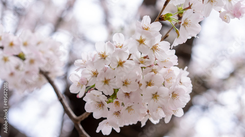 桜（ソメイヨシノ）