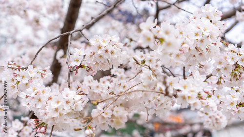 桜（ソメイヨシノ）