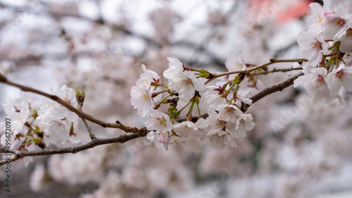 桜（ソメイヨシノ）