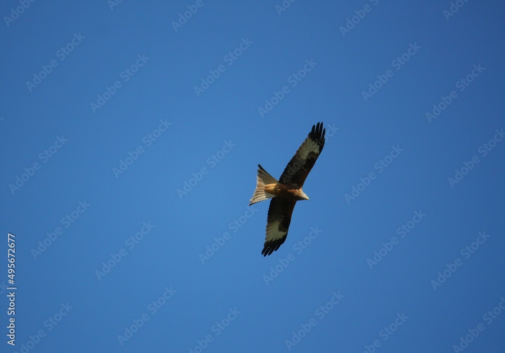 Red kite in flight against a blue sky Red kite in flight against a blue sky