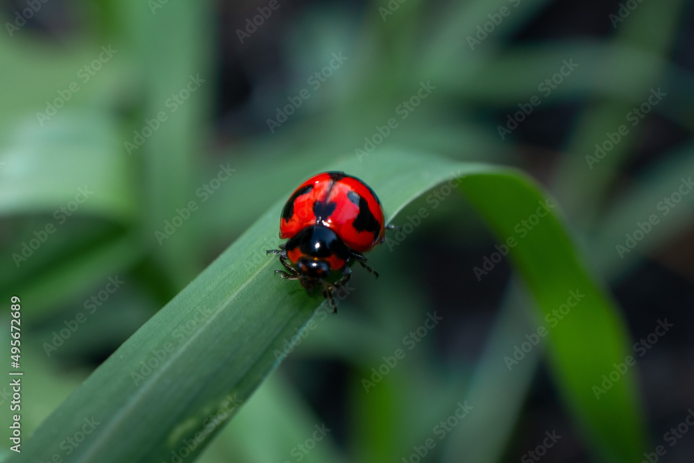 red ladybug with black dots on green grass red ladybug with black dots on green grass