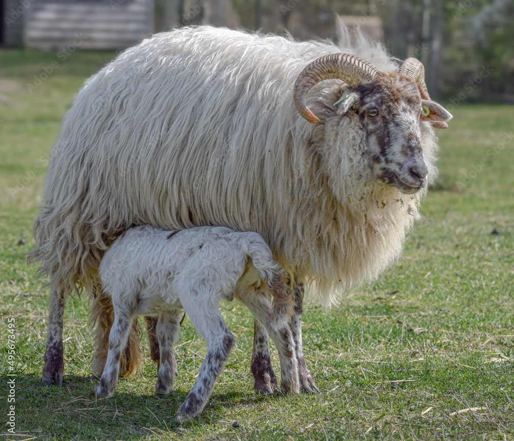 Obraz premium Newborn lamb on a sunny day in spring