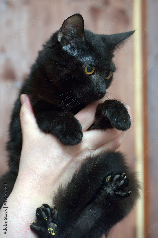 young black cat with orange eyes in hands young black cat with orange eyes in hands