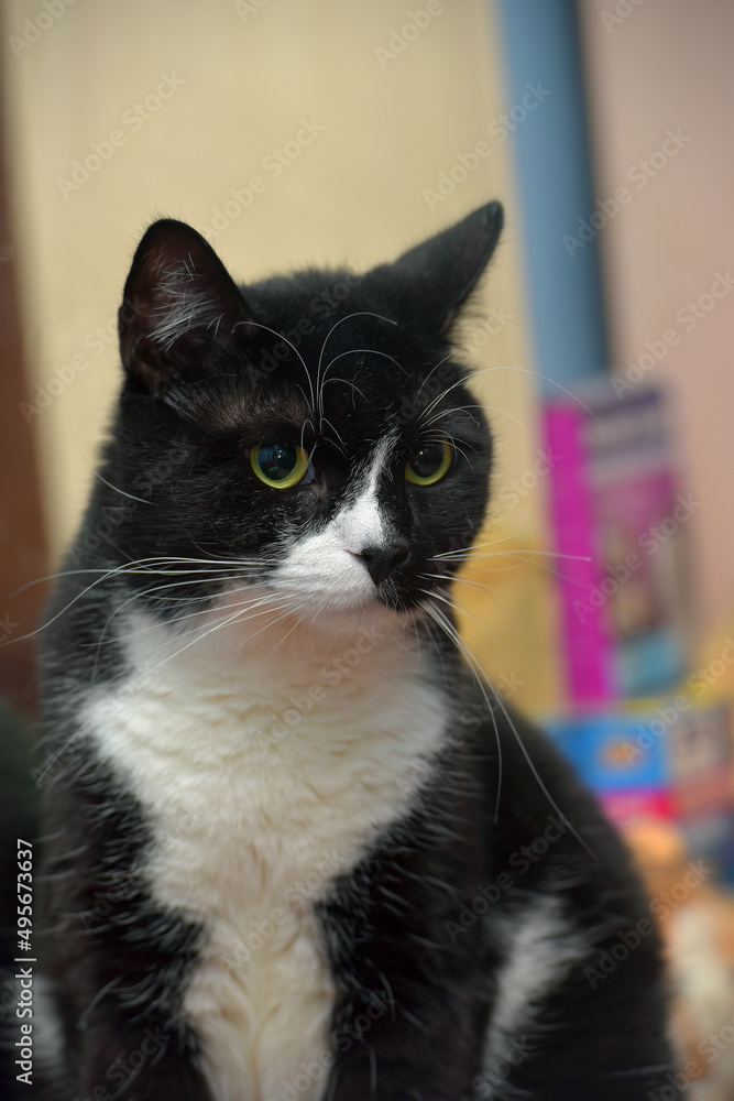 black and white cat with yellow eyes black and white cat with yellow eyes
