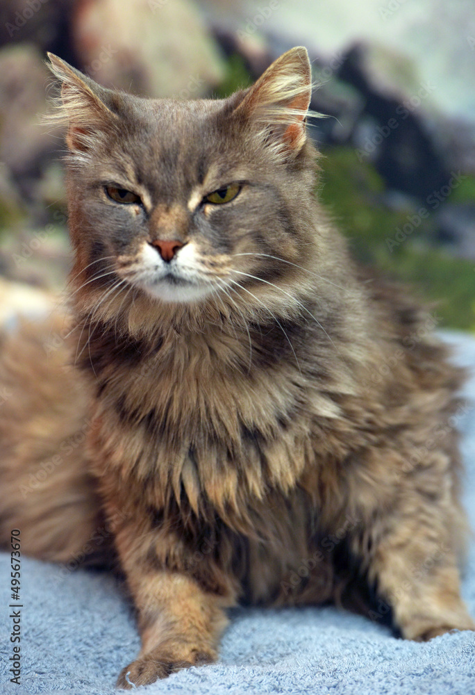 Beautiful gray fluffy cat with yellow eyes Beautiful gray fluffy cat with yellow eyes