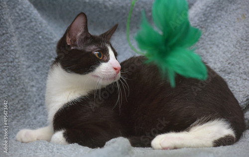 black and white cute young kitten