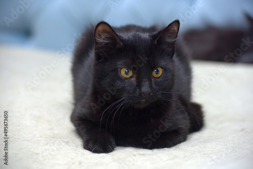 black kitten with orange eyes
