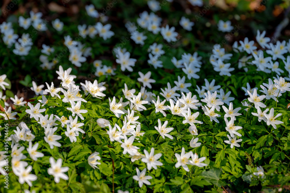 Selective focus of white wood anemone flowers in the forest, Anemone nemorosa is an early-spring flowering plant in the buttercup family Ranunculaceae native to Europe, Nature floral background. Selective focus of white wood anemone flowers in the forest, Anemone nemorosa is an early-spring flowering plant in the buttercup family Ranunculaceae native to Europe, Nature floral background.