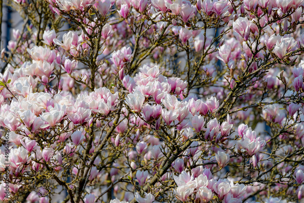 Selective focus branches of Magnolia full bloom on the tree, White pink flower in spring, Magnolia is a large genus of flowering plant species in the subfamily Magnolioideae, Nature floral background. Selective focus branches of Magnolia full bloom on the tree, White pink flower in spring, Magnolia is a large genus of flowering plant species in the subfamily Magnolioideae, Nature floral background.