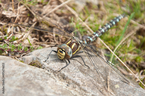 Closeup shot of a beautiful common hawker or moorland hawker standing on a stone photo