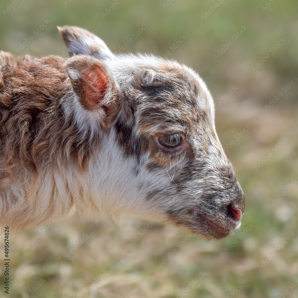 Fototapeta premium Newborn lamb on a sunny day in spring